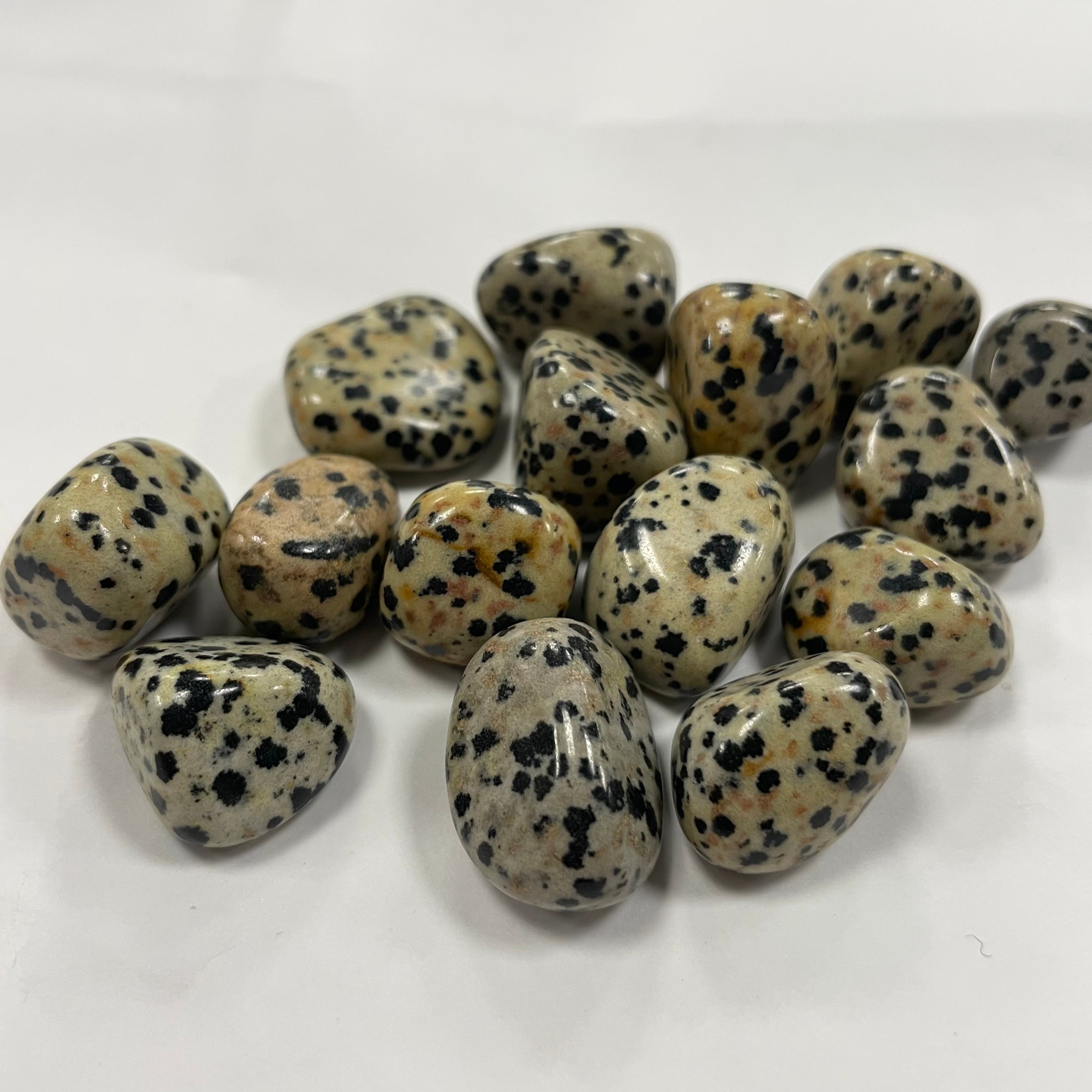 Dalmation Jasper TS