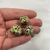 Dalmation Jasper TS